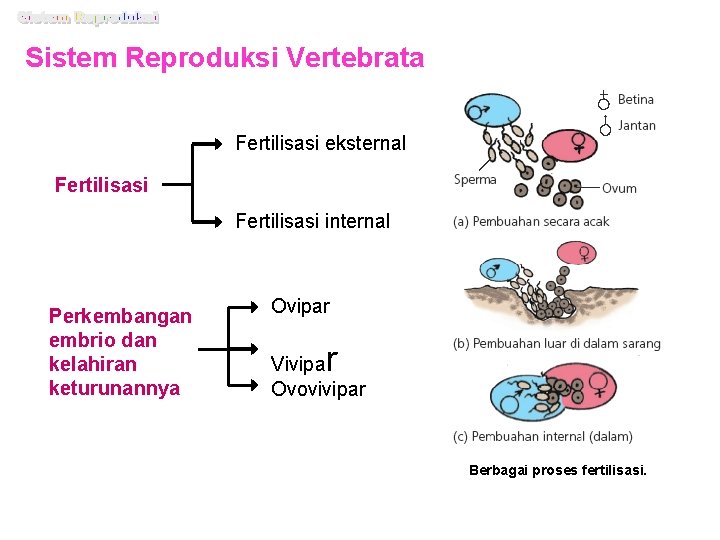 Sistem Reproduksi Vertebrata Fertilisasi eksternal Fertilisasi internal Perkembangan embrio dan kelahiran keturunannya Ovipar r