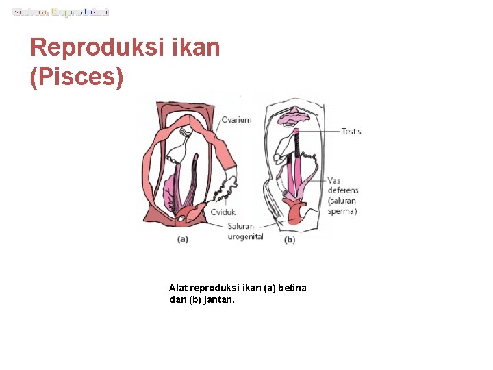 Reproduksi ikan (Pisces) Alat reproduksi ikan (a) betina dan (b) jantan. 