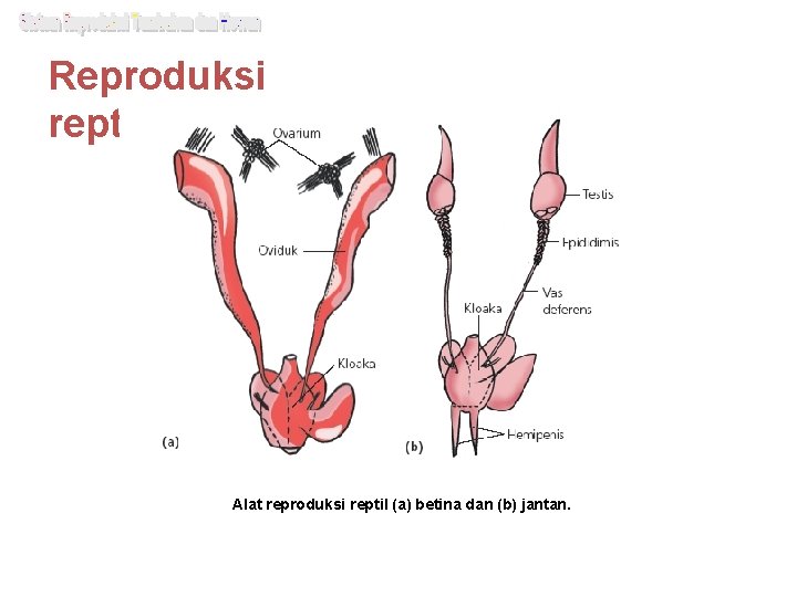 Reproduksi reptil (Reptilia) Alat reproduksi reptil (a) betina dan (b) jantan. 