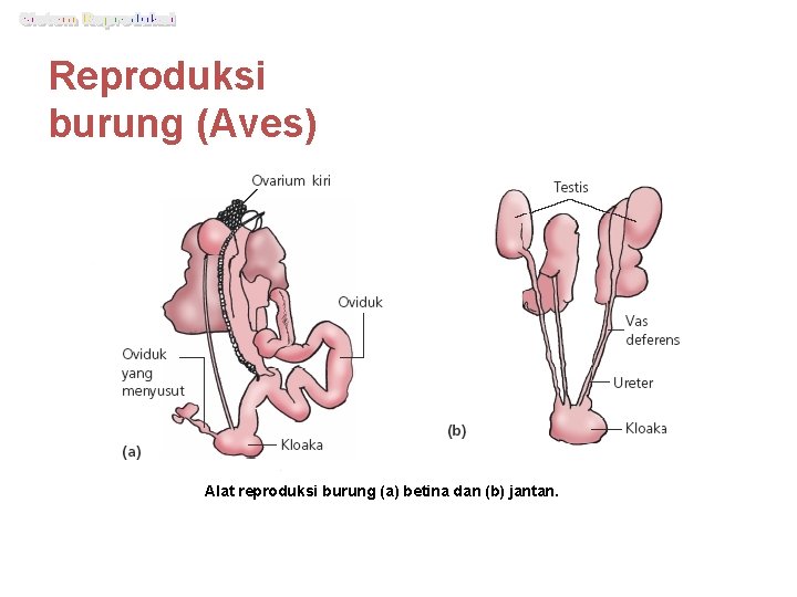 Reproduksi burung (Aves) Alat reproduksi burung (a) betina dan (b) jantan. 