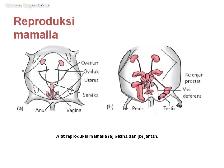 Reproduksi mamalia (Mammalia) Alat reproduksi mamalia (a) betina dan (b) jantan. 