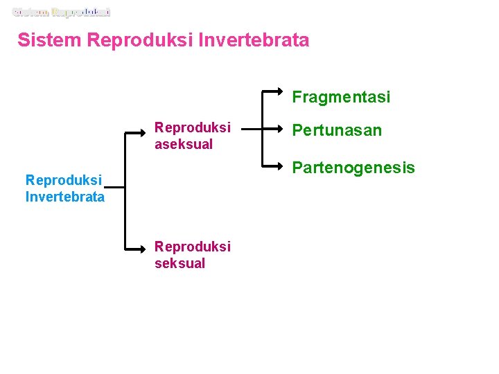 Sistem Reproduksi Invertebrata Fragmentasi Reproduksi aseksual Pertunasan Partenogenesis Reproduksi Invertebrata Reproduksi seksual 