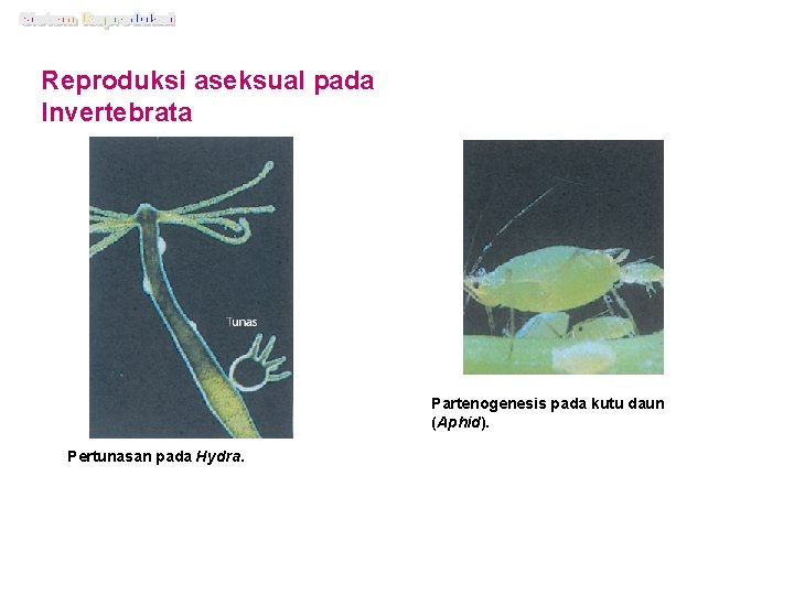 Reproduksi aseksual pada Invertebrata Partenogenesis pada kutu daun (Aphid). Pertunasan pada Hydra. 