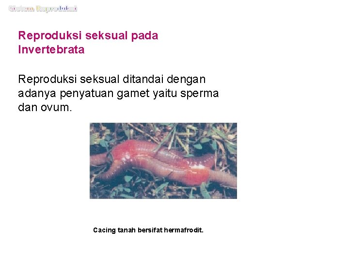 Reproduksi seksual pada Invertebrata Reproduksi seksual ditandai dengan adanya penyatuan gamet yaitu sperma dan