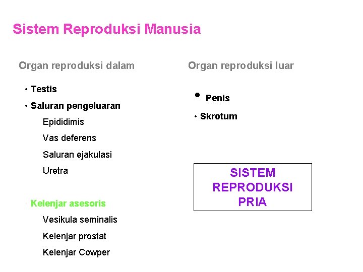 Sistem Reproduksi Manusia Organ reproduksi dalam • Testis • Saluran pengeluaran Epididimis Organ reproduksi