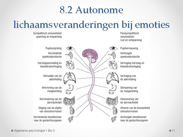 8. 2 Autonome lichaamsveranderingen bij emoties Algemene psychologie 1 Ba O 11 