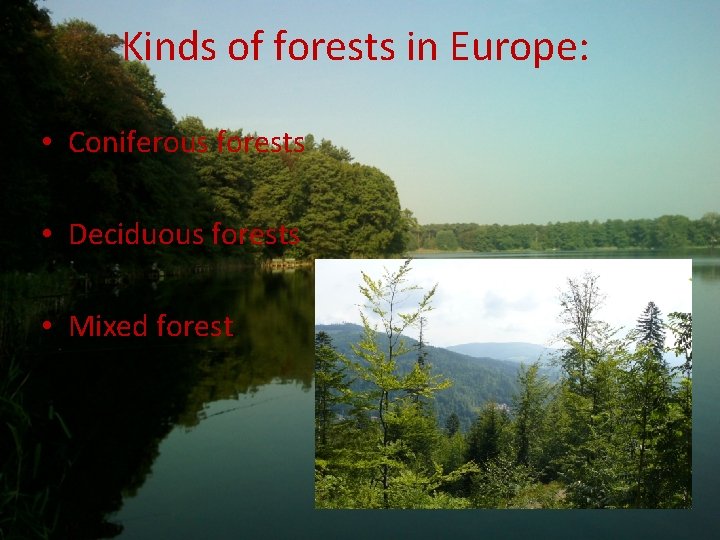 Kinds of forests in Europe: • Coniferous forests • Deciduous forests • Mixed forest