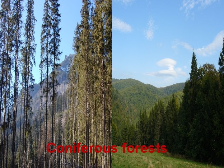 Coniferous forests 