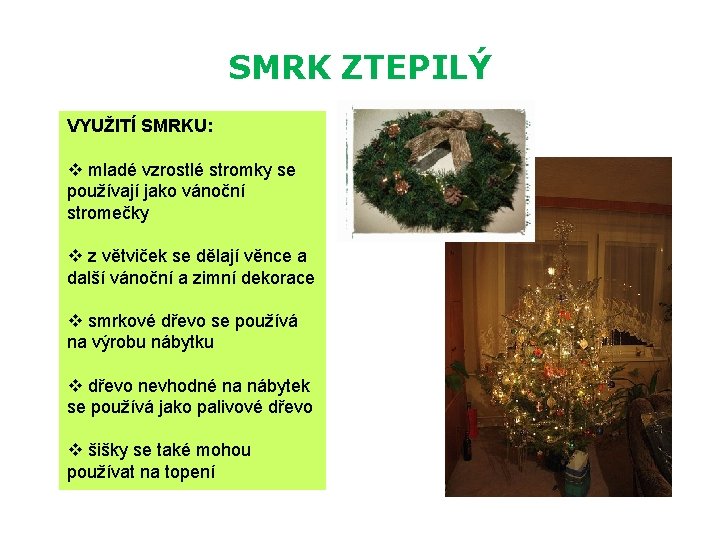 SMRK ZTEPILÝ VYUŽITÍ SMRKU: v mladé vzrostlé stromky se používají jako vánoční stromečky v