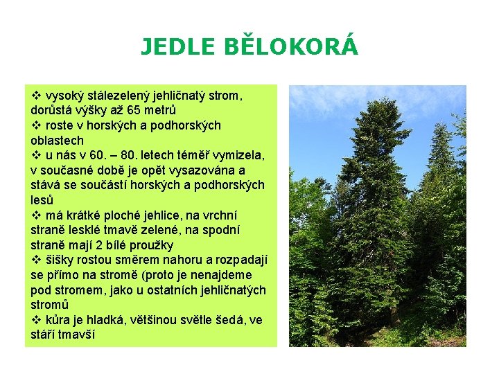 JEDLE BĚLOKORÁ v vysoký stálezelený jehličnatý strom, dorůstá výšky až 65 metrů v roste