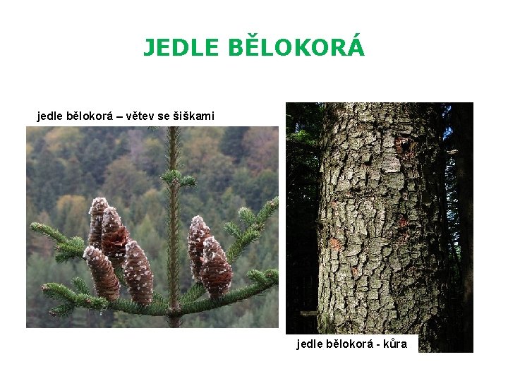 JEDLE BĚLOKORÁ jedle bělokorá – větev se šiškami jedle bělokorá - kůra 