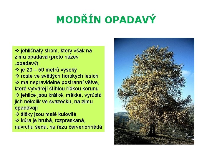 MODŘÍN OPADAVÝ v jehličnatý strom, který však na zimu opadává (proto název „opadavý) v