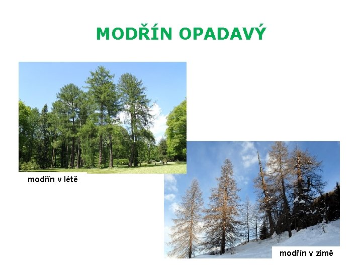 MODŘÍN OPADAVÝ modřín v létě modřín v zimě 