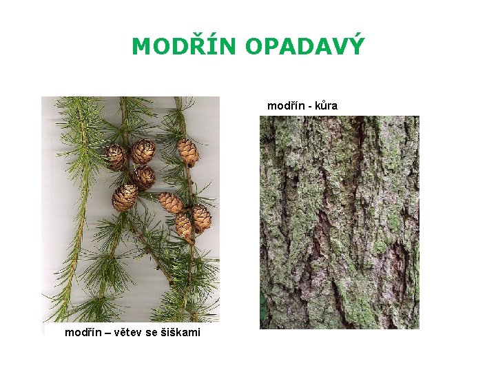 MODŘÍN OPADAVÝ modřín - kůra modřín – větev se šiškami 