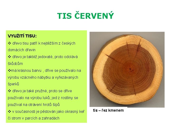 TIS ČERVENÝ VYUŽITÍ TISU: v dřevo tisu patří k nejtěžším z českých domácích dřevin