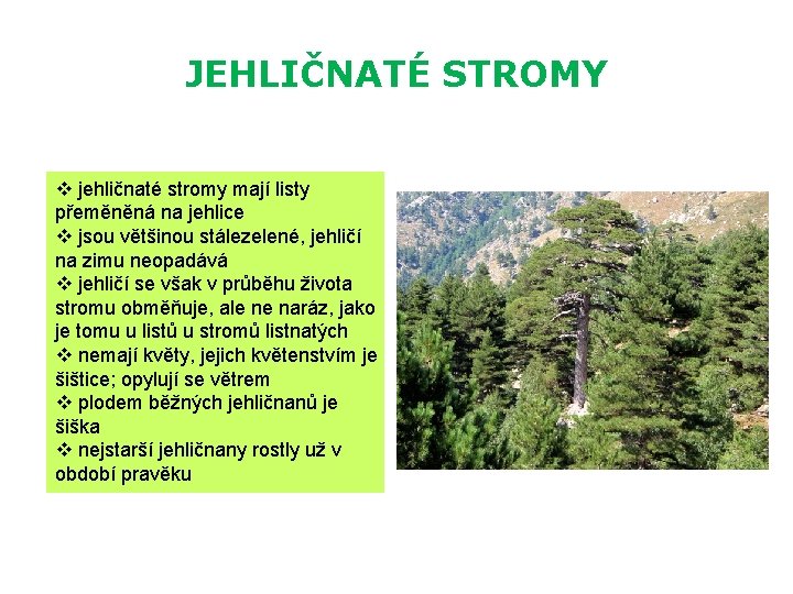 JEHLIČNATÉ STROMY v jehličnaté stromy mají listy přeměněná na jehlice v jsou většinou stálezelené,