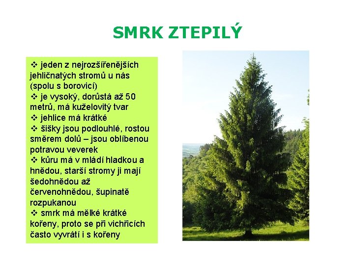 SMRK ZTEPILÝ v jeden z nejrozšířenějších jehličnatých stromů u nás (spolu s borovicí) v