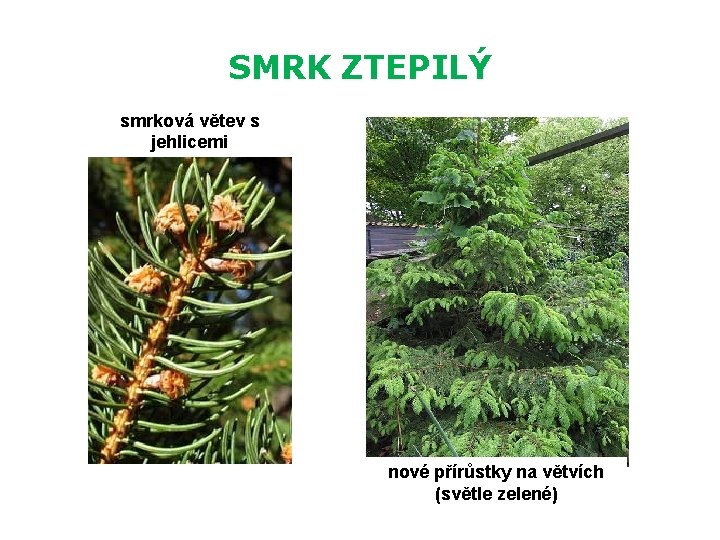 SMRK ZTEPILÝ smrková větev s jehlicemi nové přírůstky na větvích (světle zelené) 