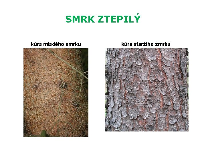 SMRK ZTEPILÝ kůra mladého smrku kůra staršího smrku 