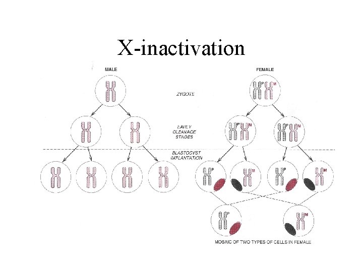 X-inactivation 