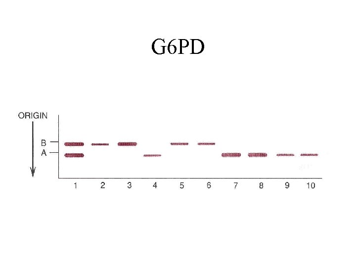 G 6 PD 