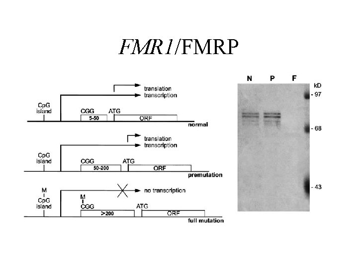 FMR 1/FMRP 