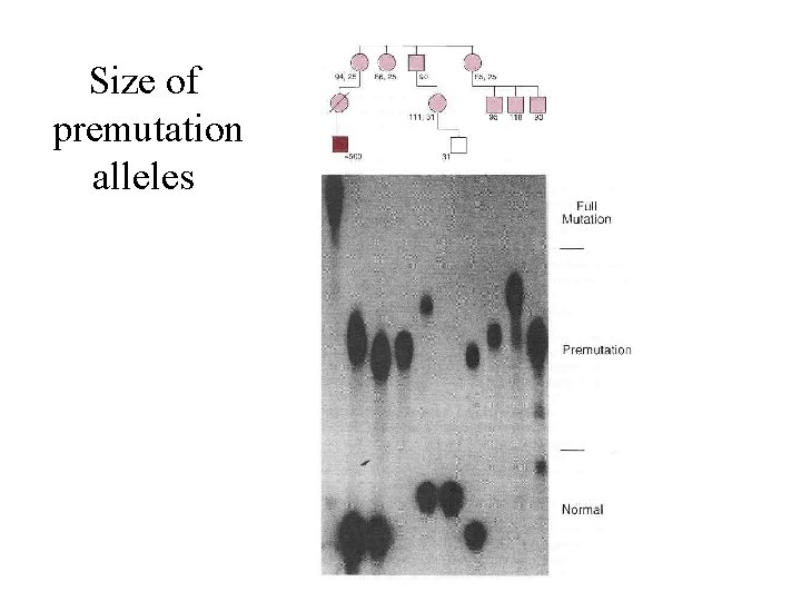 Size of premutation alleles 