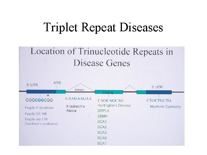 Triplet Repeat Diseases 