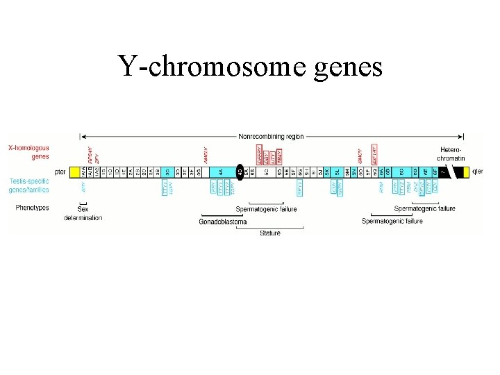 Y-chromosome genes 