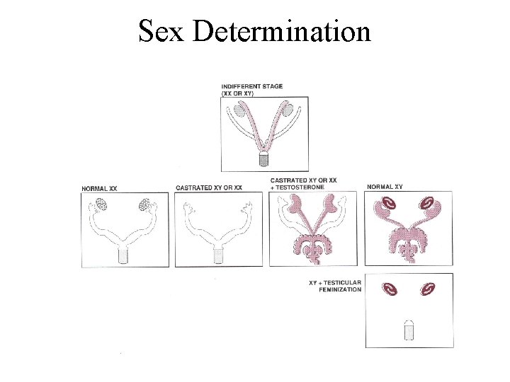 Sex Determination 