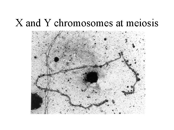 X and Y chromosomes at meiosis 