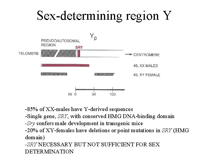 Sex-determining region Y -85% of XX-males have Y-derived sequences -Single gene, SRY, with conserved