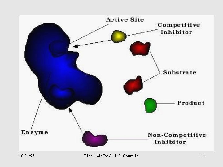 10/06/98 Biochimie PAA 1140 Cours 14 14 