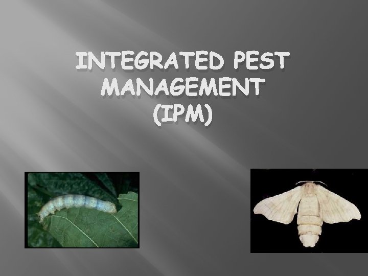 INTEGRATED PEST MANAGEMENT (IPM) 