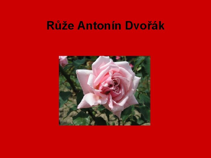 Růže Antonín Dvořák 