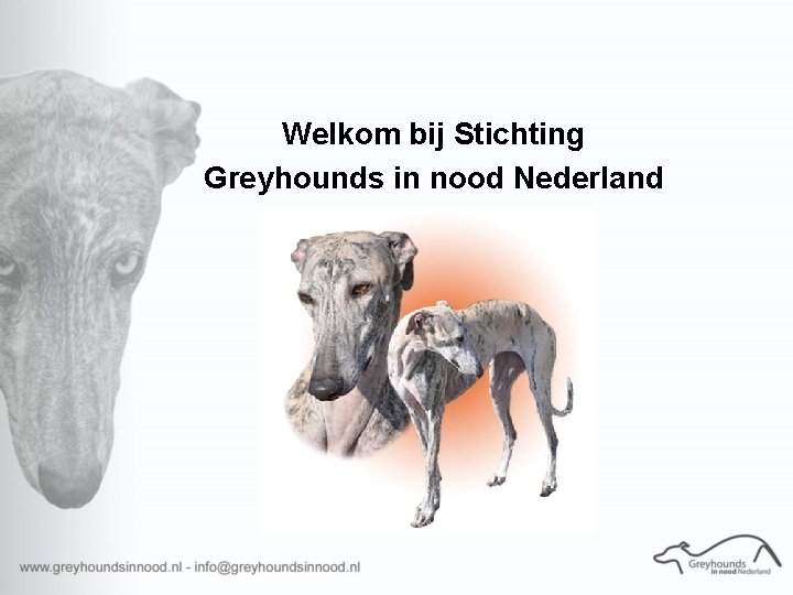 Welkom bij Stichting Greyhounds in nood Nederland 