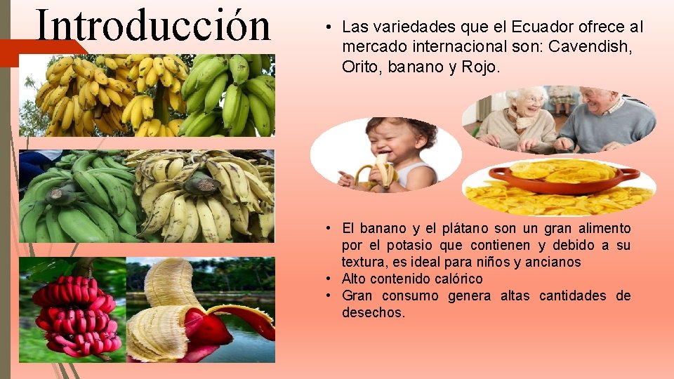 Introducción • Las variedades que el Ecuador ofrece al mercado internacional son: Cavendish, Orito, Introducción • Las variedades que el Ecuador ofrece al mercado internacional son: Cavendish, Orito,