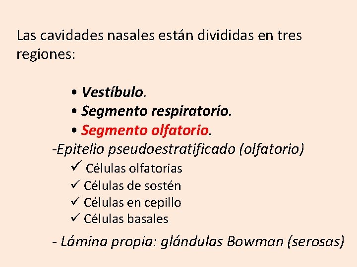 Las cavidades nasales están divididas en tres regiones: • Vestíbulo. • Segmento respiratorio. •
