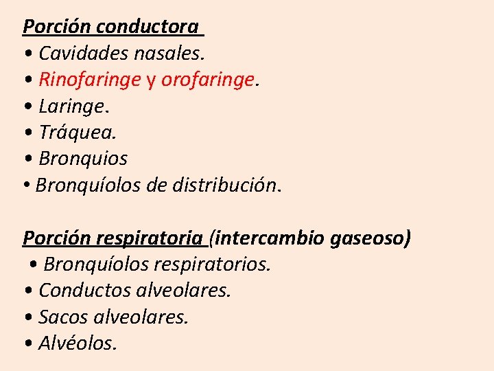 Porción conductora • Cavidades nasales. • Rinofaringe y orofaringe. • Laringe. • Tráquea. •