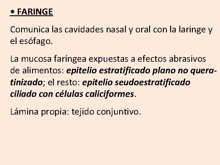  • FARINGE Comunica las cavidades nasal y oral con la laringe y el