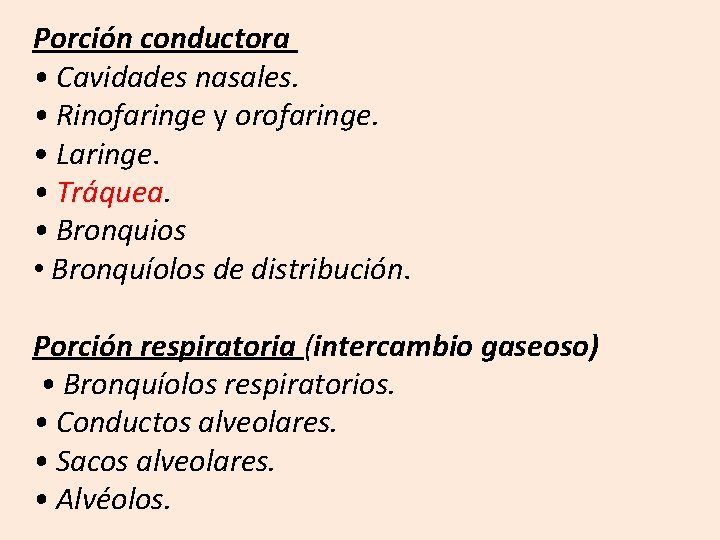 Porción conductora • Cavidades nasales. • Rinofaringe y orofaringe. • Laringe. • Tráquea. •