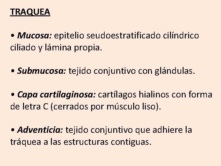 TRAQUEA • Mucosa: epitelio seudoestratificado cilíndrico ciliado y lámina propia. • Submucosa: tejido conjuntivo