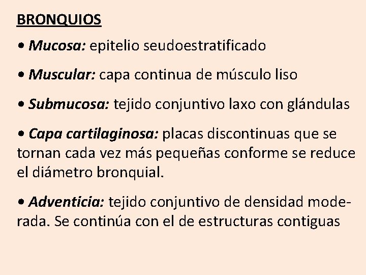 BRONQUIOS • Mucosa: epitelio seudoestratificado • Muscular: capa continua de músculo liso • Submucosa: