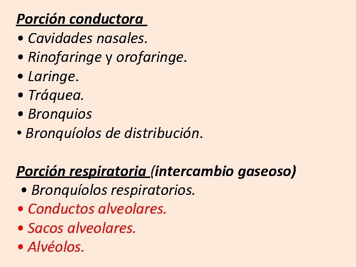 Porción conductora • Cavidades nasales. • Rinofaringe y orofaringe. • Laringe. • Tráquea. •