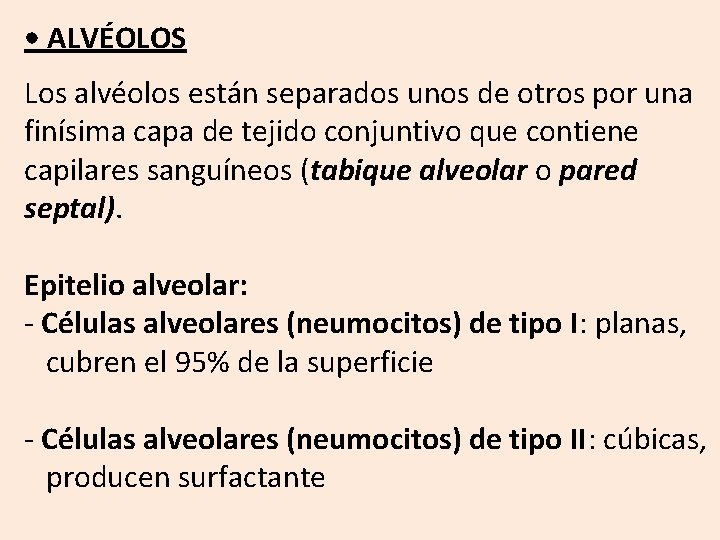  • ALVÉOLOS Los alvéolos están separados unos de otros por una finísima capa