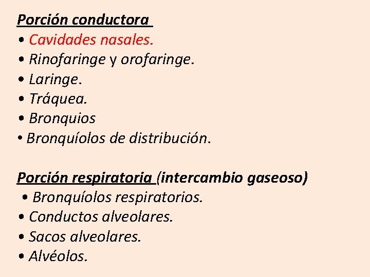 Porción conductora • Cavidades nasales. • Rinofaringe y orofaringe. • Laringe. • Tráquea. •