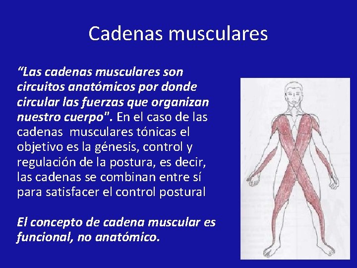 Cadenas musculares “Las cadenas musculares son circuitos anatómicos por donde circular las fuerzas que Cadenas musculares “Las cadenas musculares son circuitos anatómicos por donde circular las fuerzas que