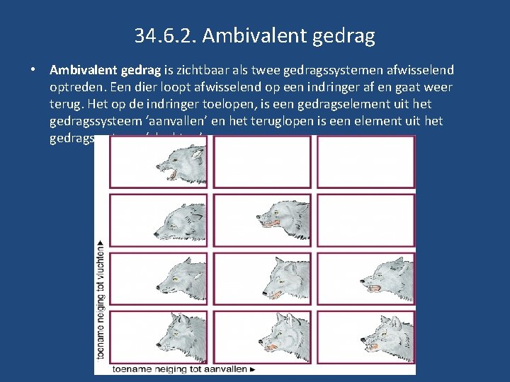 34. 6. 2. Ambivalent gedrag • Ambivalent gedrag is zichtbaar als twee gedragssystemen afwisselend 34. 6. 2. Ambivalent gedrag • Ambivalent gedrag is zichtbaar als twee gedragssystemen afwisselend
