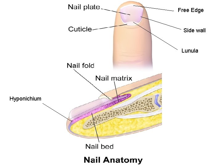 Free Edge Side wall Lunula Hyponichium 