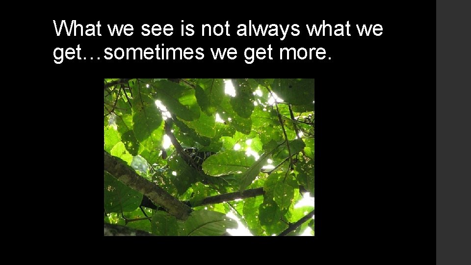 What we see is not always what we get…sometimes we get more. 